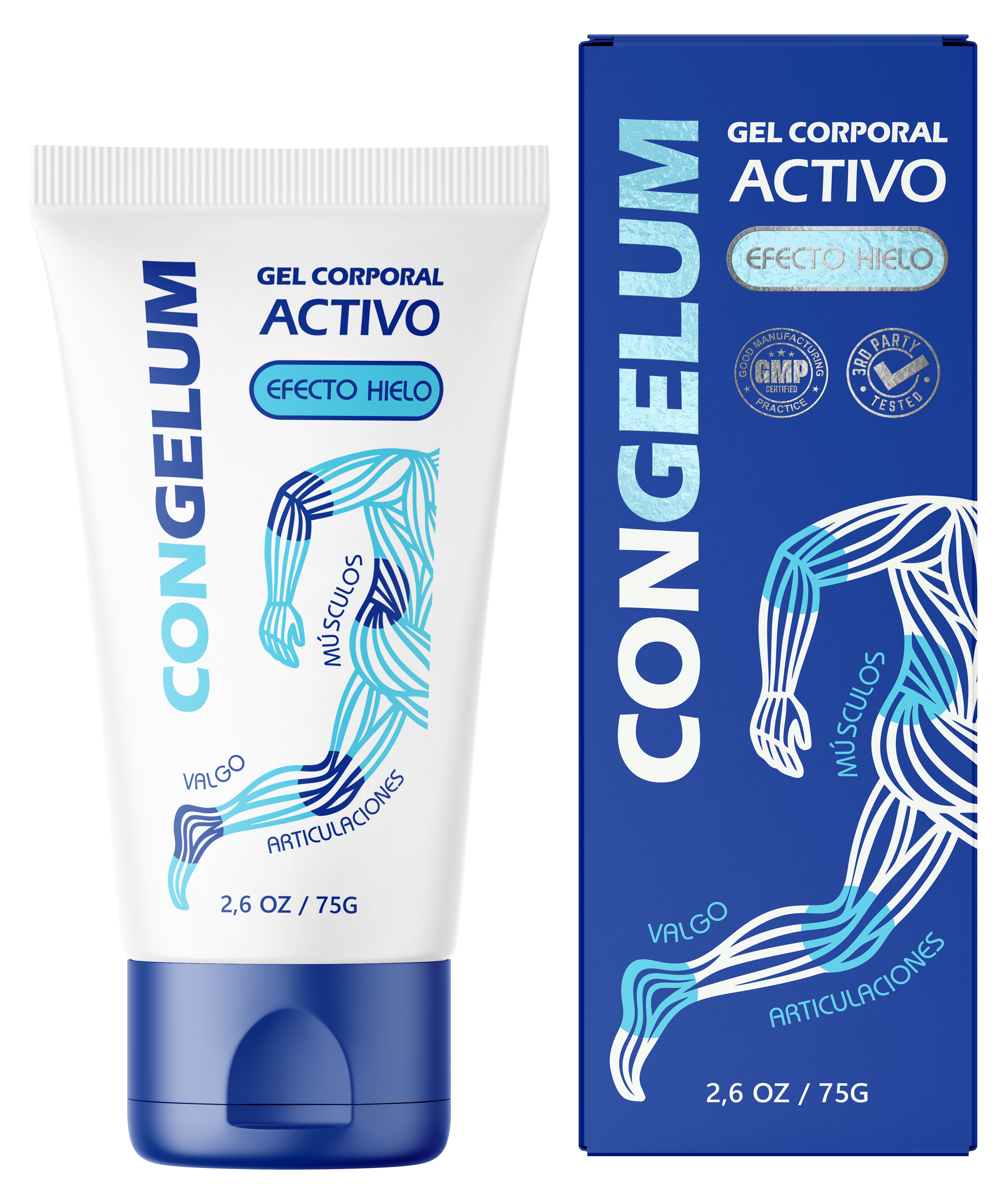 Congelum — Articulații și coloană